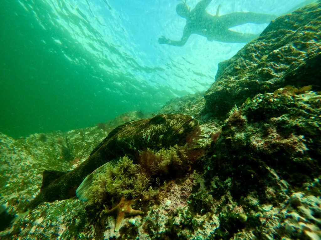 Ling cod on the wall