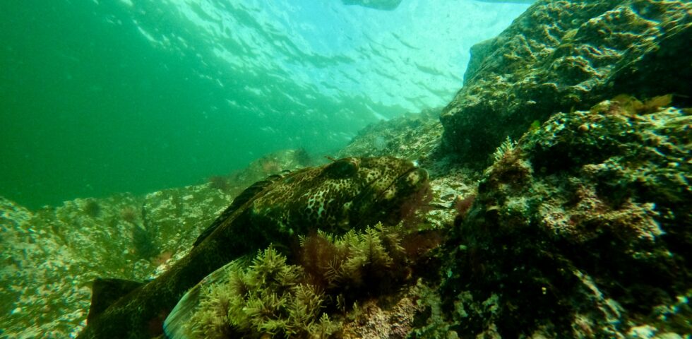 Ling cod on the wall