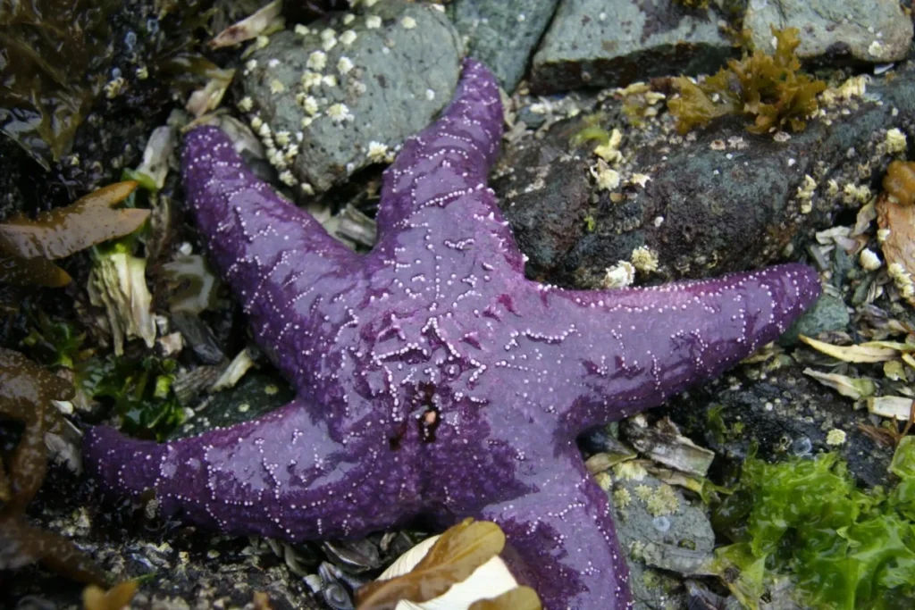 Top 5 Marine Life Species You Will See When Snorkeling in Ketchikan, Alaska